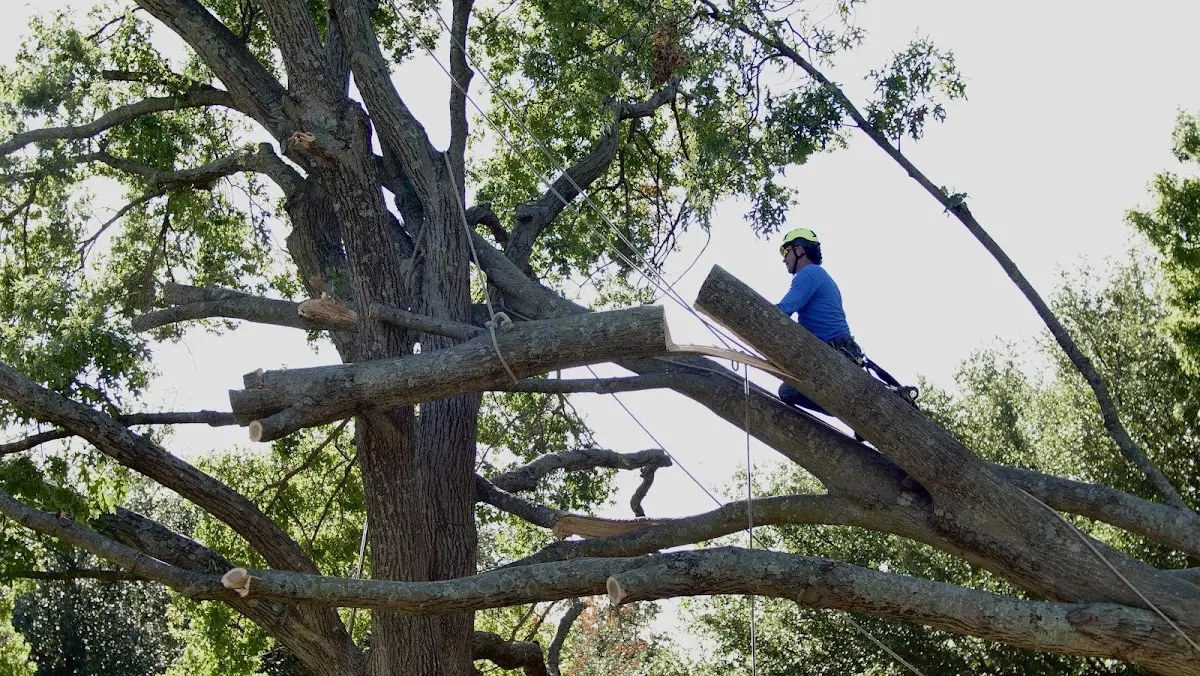 Professional Crown Thinning performed by certified arborists in Depauville