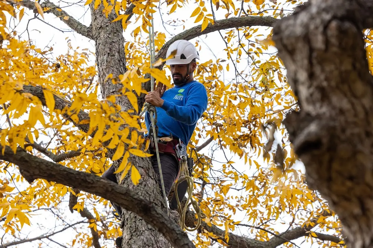 Skilled Tree Transplanting crew working in Depauville